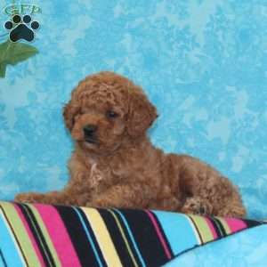 Orpha, Toy Poodle Puppy